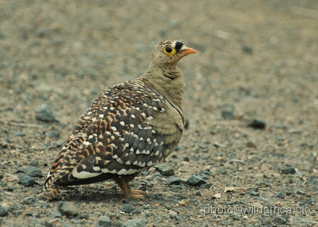 puku rsa 081.jpg - Double-banded (Pterocles bicinctus)